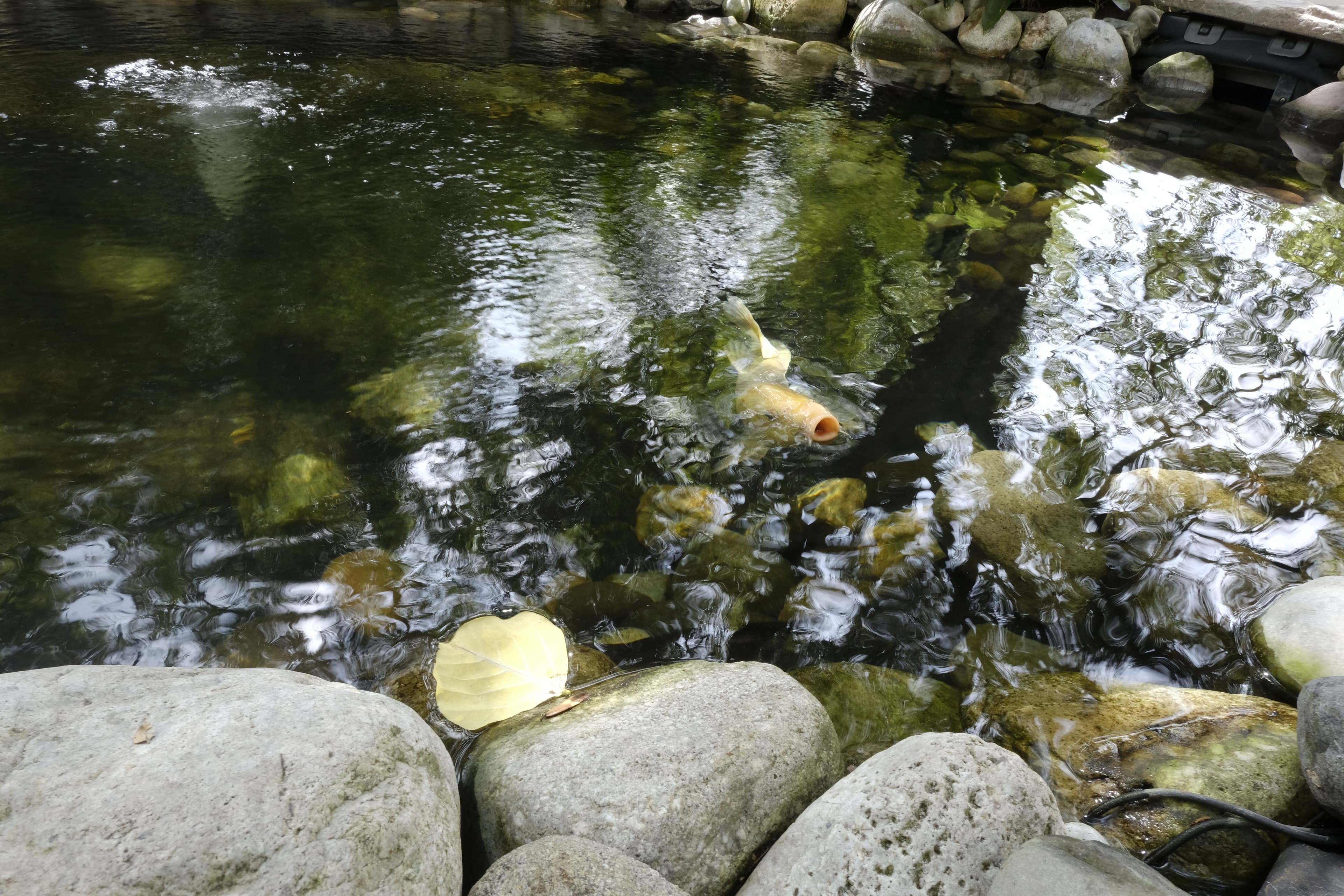 happy white fish