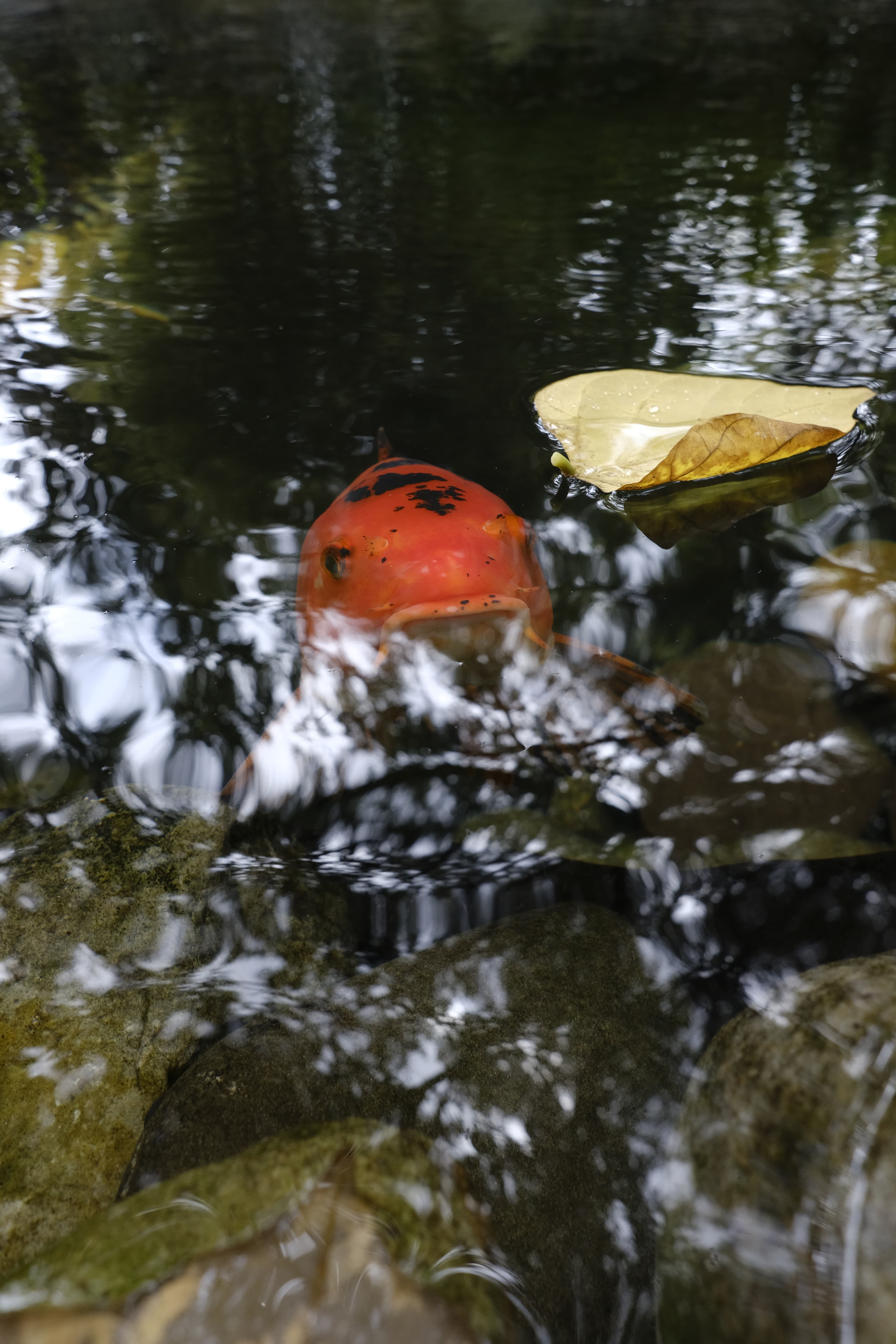 orange fish saying hello
