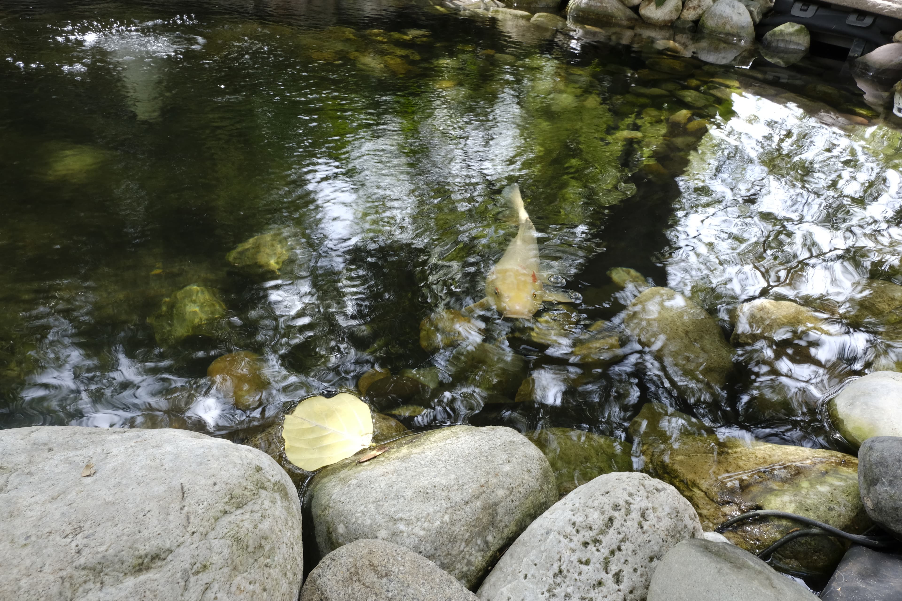 white fish under water