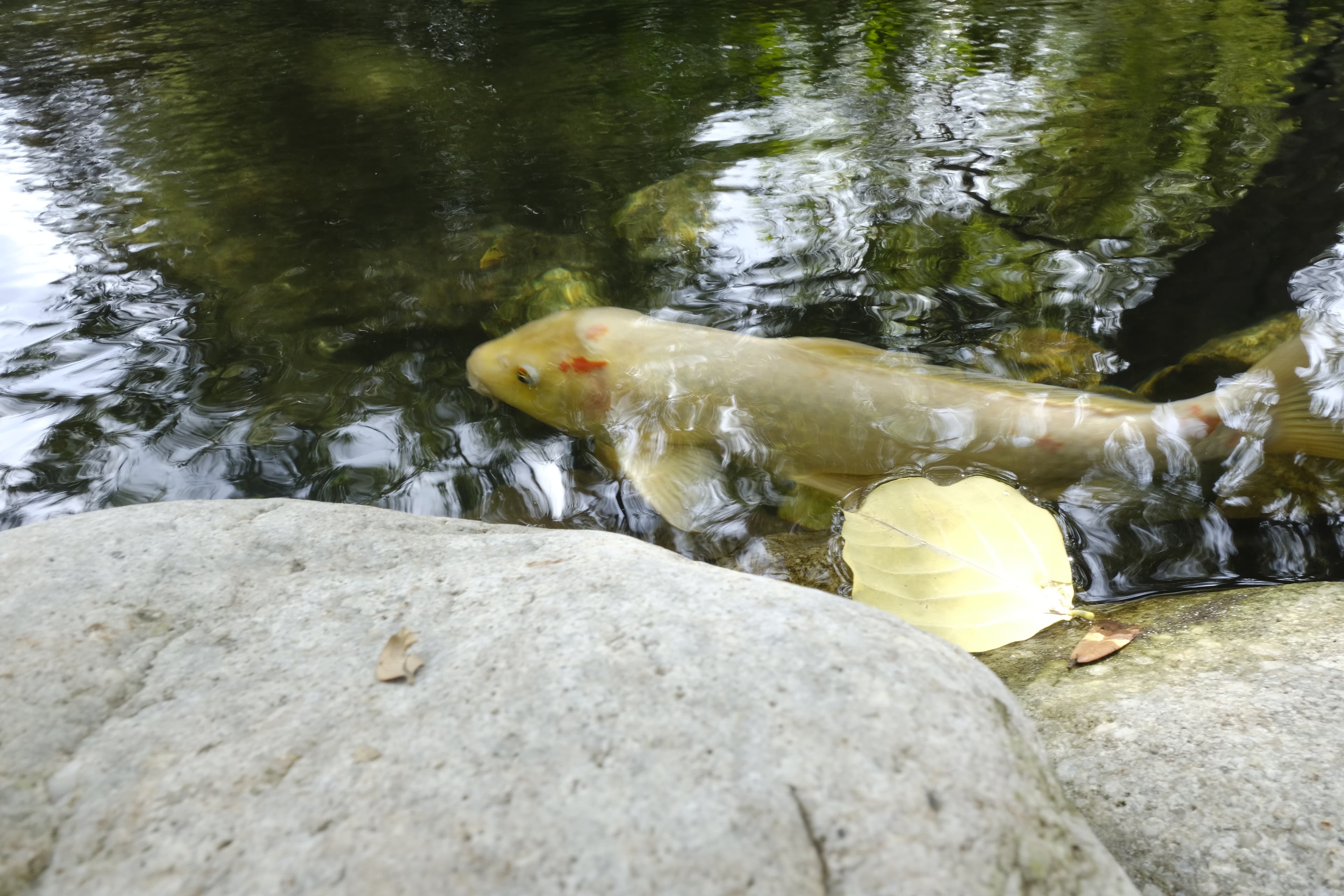 white fish swimming by