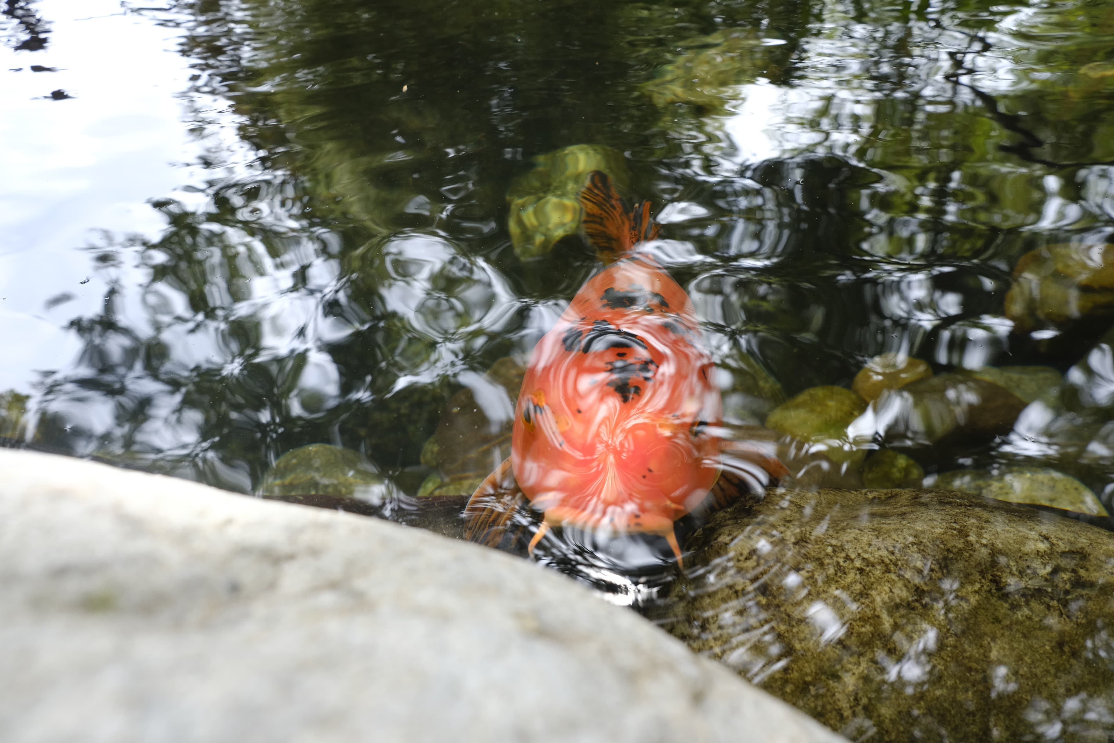 orange fish saying hello again